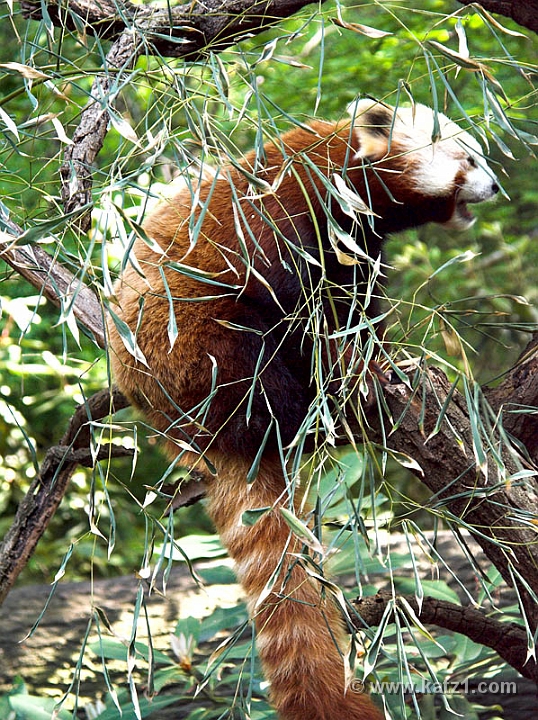 Red Panda 1